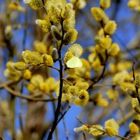 Природа 22 марта  4 :: Александр Прокудин