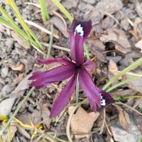 Иридодиктиум :: Сапсан Иридодиктиум :: Сапсан