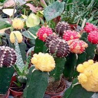 Кактусы гимнокалициумы :: Galina Solovova Кактусы гимнокалициумы :: Galina Solovova