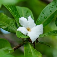 * :: Dmitry i Mary S