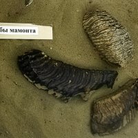 Зубы мамонта :: Татьяна Лютаева Зубы мамонта :: Татьяна Лютаева