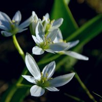 Весенние цветы :: Сергей Швечков