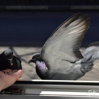 Кормушка. :: Наталья Вязигина