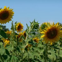 Подсолнушки :: Надежда 