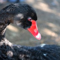 L :: Андрей Л. В.