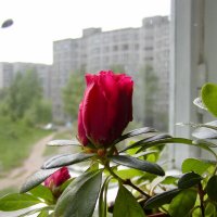 Мои розы у дома. :: Николай ntv
