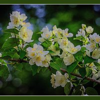 ВЕСНА СТУЧИТСЯ В ДВЕРЬ :: Владимир Кроливец