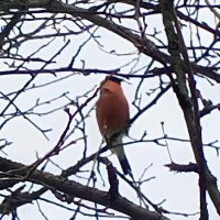 Снегирь :: Сапсан 