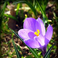 цветы на радость нам даны :: Олег Лукьянов цветы на радость нам даны :: Олег Лукьянов