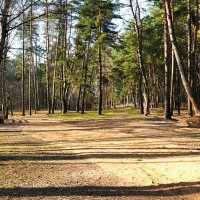 Весенний лес под Смоленском. :: Милешкин Владимир Алексеевич 
