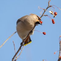 Свиристель. :: Виктор Иванович Чернюк Свиристель. :: Виктор Иванович Чернюк