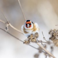 щегол. :: юрий макаров