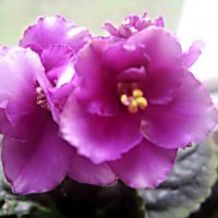 Фиалка :: Елена Семигина