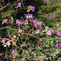 Рододендрон :: Рита Симонова