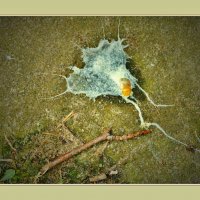 ПТЧКА ЛЕТЕЛА, ХВОСТИКОМ МАХНУЛА...и... :: Elvira E. 