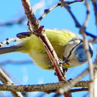 Лазоревка в весенней лазури :: Александр Чеботарь Лазоревка в весенней лазури :: Александр Чеботарь