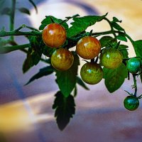 Помидорчики :: Владимир Кроливец Помидорчики :: Владимир Кроливец