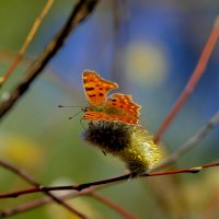 природа 26 марта 3 :: Александр Прокудин