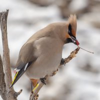 Вкусные яблочки. :: Виктор Иванович Чернюк Вкусные яблочки. :: Виктор Иванович Чернюк