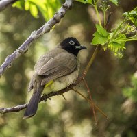 Бюльбюль желто-поясничный. (Тест нового поляризационного фильтра) :: Alexander Amromin