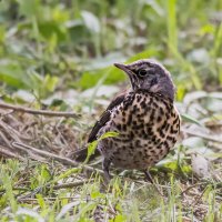 Дрозд :: SanSan 