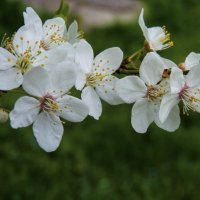 В  Крыму весна :: Валентин Семчишин