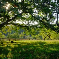 Михайловское. Под сенью дуба векового... :: Олег Зоркий