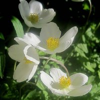 Весеннее :: Елена Семигина