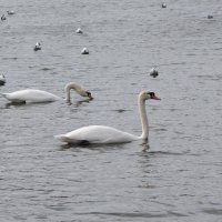 Разошлись :: Рита Симонова