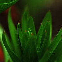 Весна идёт! :: Юрий Гайворонскiий