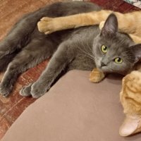 Фанни устроилась :: Александр Чеботарь