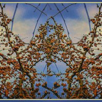 Урожай :: Владимир Кроливец Урожай :: Владимир Кроливец