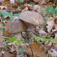 Грибы :: Николай ntv