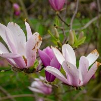 Про магнолию... :: Николай Гирш