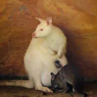 Кенгуру-альбинос в пещере... :: Николай Гирш