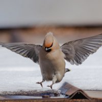 Мягкая посадка. :: Виктор Иванович Чернюк Мягкая посадка. :: Виктор Иванович Чернюк