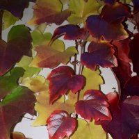 Листья "девичьего винограда ТРИОСТРЁННОГО". :: Надежда 