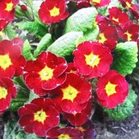 Красота :: Людмила Смородинская