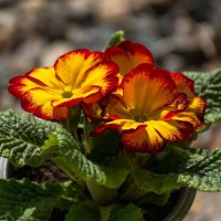 Примула :: Игорь Сикорский