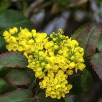 *Магония  падуболистная :: Валентин Семчишин