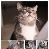 Коллаж :: Светлана Хращевская