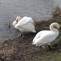 Лебеди в городском парке :: Рита Симонова Лебеди в городском парке :: Рита Симонова