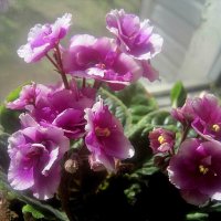 Фиалка :: Елена Семигина Фиалка :: Елена Семигина