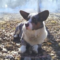 "Пожарная" охрана. :: Ольга Довженко "Пожарная" охрана. :: Ольга Довженко