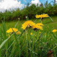 Про одуванчики... :: Николай Гирш Про одуванчики... :: Николай Гирш
