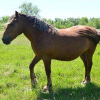 **** :: Виктор **** :: Виктор