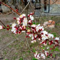 Ростовская весна :: Нина Бутко