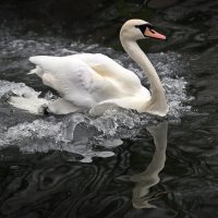 28 марта :: Михаил Бибичков