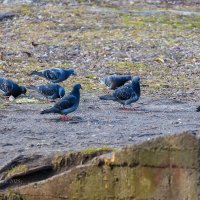 Городские голуби :: Александр Синдерёв