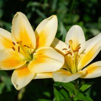 *** :: Виктор Иванович Чернюк